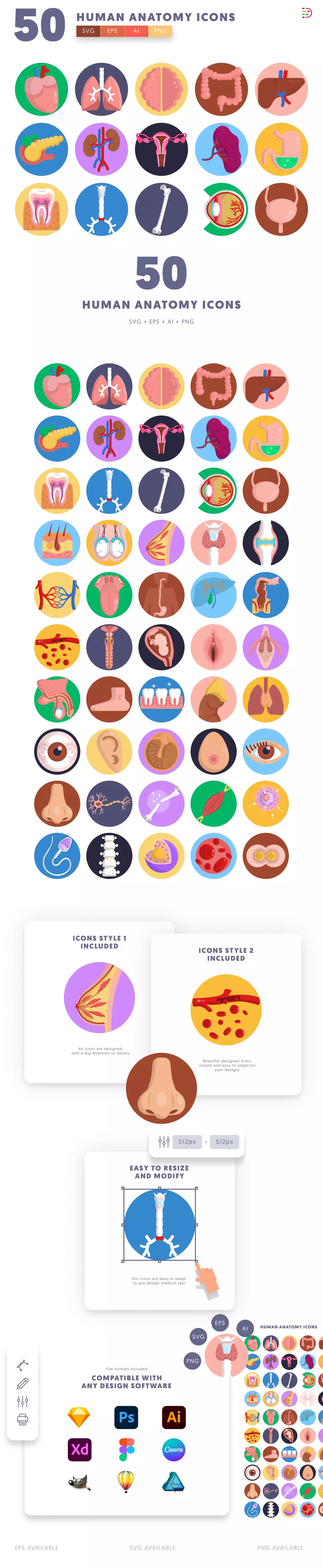 50 Human Anatomy Icons cover – flat circle icons in PNG, SVG and EPS