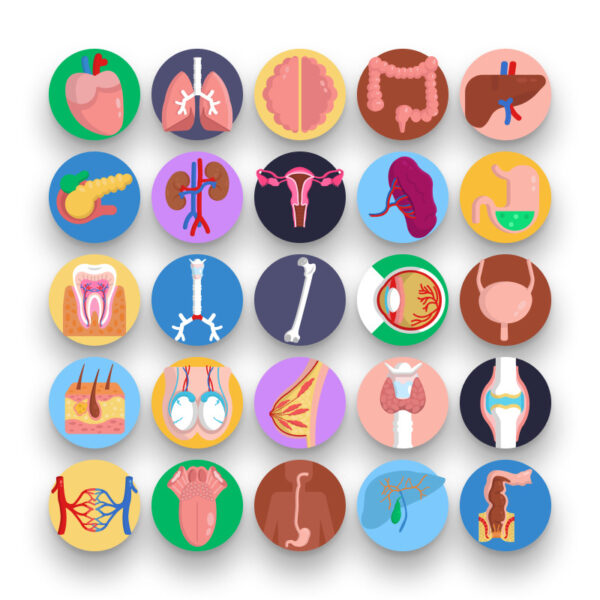 50 Human Anatomy Icons - Dighital Icons | Premium Icon Sets For All ...