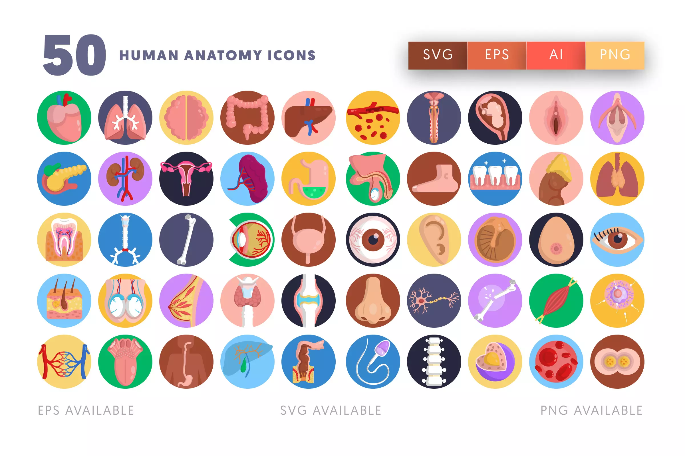 50 Human Anatomy Icons – flat circle icon set