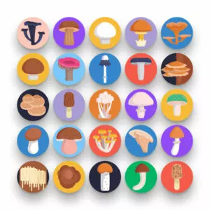 50 Mushrooms Icons – set of colorful illustrated icons