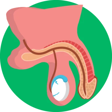 Human Anatomy icon 7 of 10