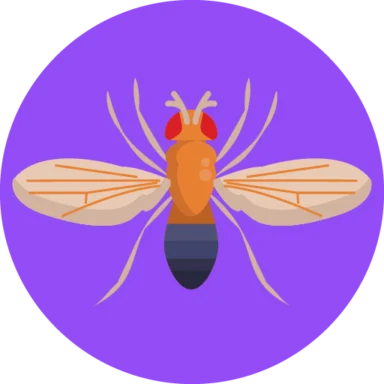 Insects and Bugs icon 5 of 10