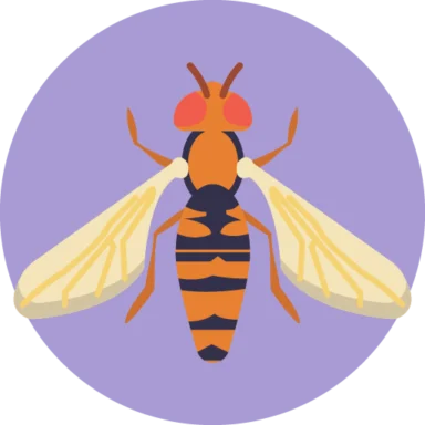 Insects and Bugs icon 6 of 10
