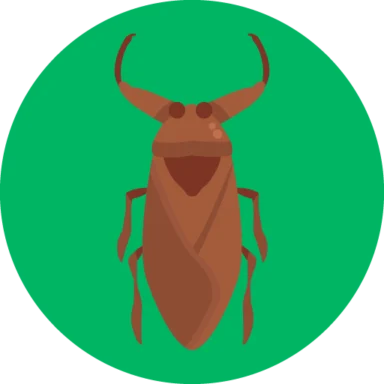 Insects and Bugs icon 10 of 10